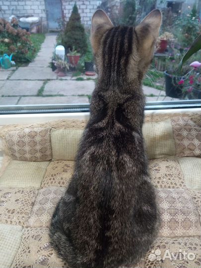 Кошечка в очень добрые руки