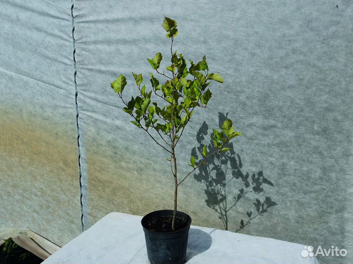 Боярышник обыкновенный 40-60 см с3