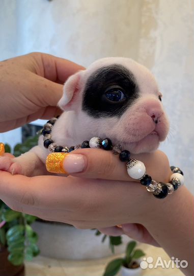 Французский бульдог щенки