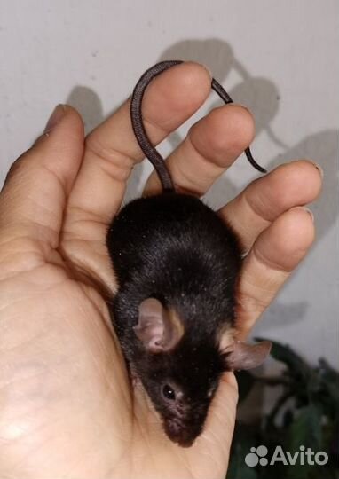 Мыши сатин тан сиамские и голые