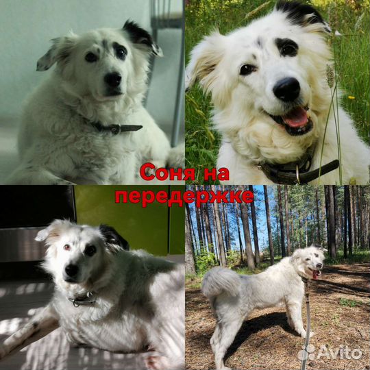 Передержка животных