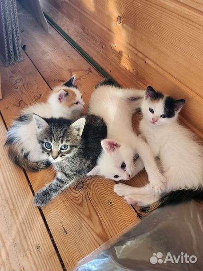 Ласковые котята в добрые руки