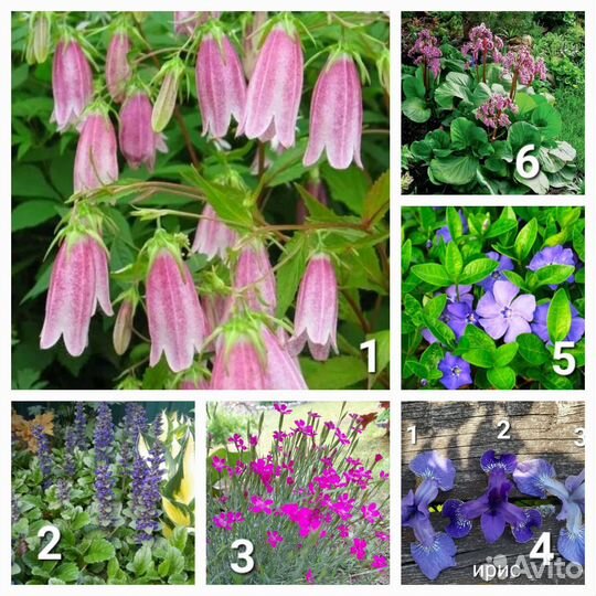 Многолетники разные