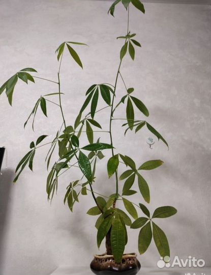 Комнатные растения цветы большие