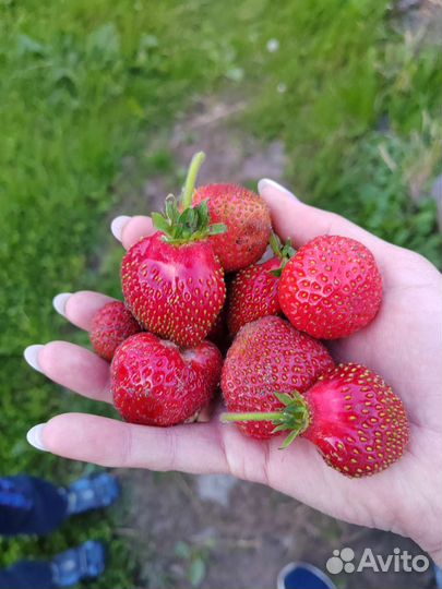 Рассада клубники