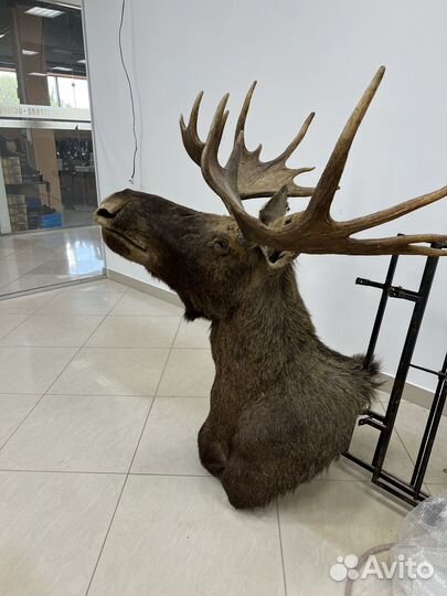 Чучело головы лося