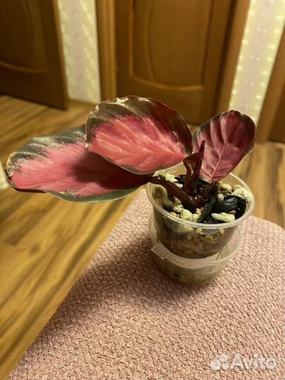 Калатея розеопикта бронь