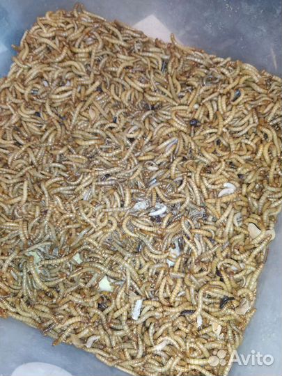 Мучной червь живой