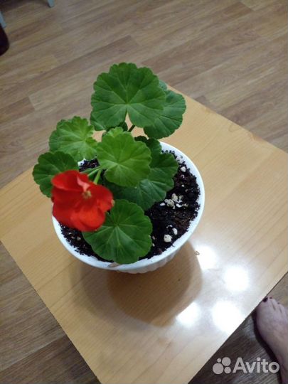 Комнатные цветы