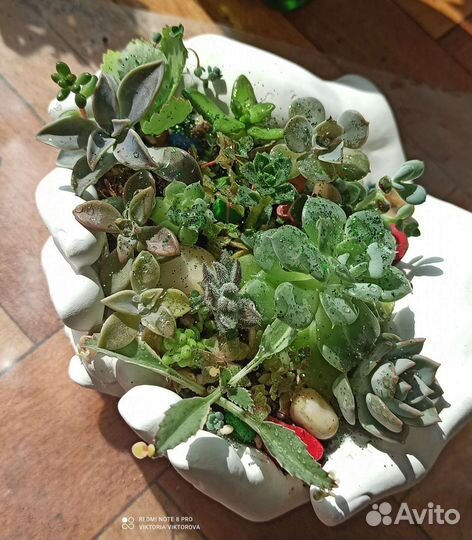 Композиция с суккулентами 