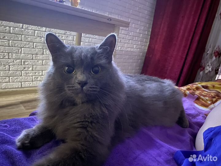 Отдам в добрые руки котов (вместе/по отдельности)