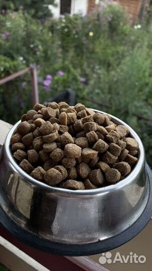 Сухой корм для собак