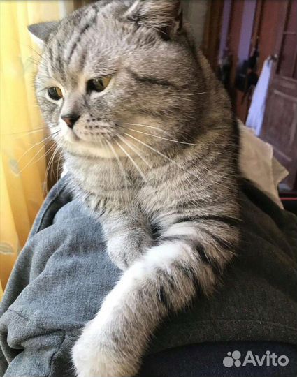 Продаю котенка