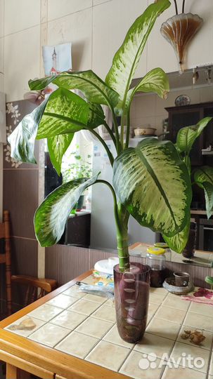 Диффенбахия