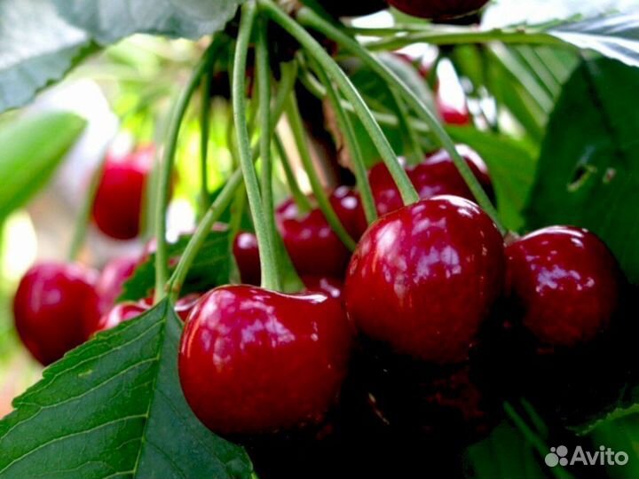 Саженцы черешни Оленька (логри)