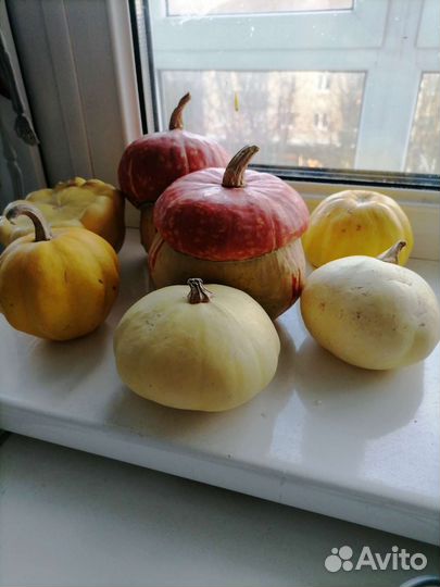 Тыквы декоративные