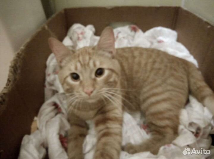 Молодой котик в поисках семьи