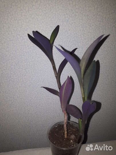 Комнатные растения(сеткреазия, хлорофитум