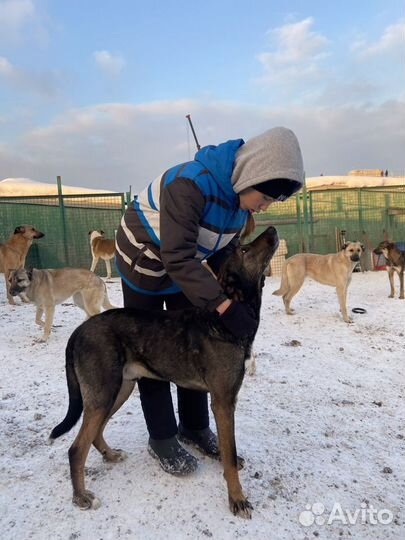 Самый добрый пес Дунай ищет дом