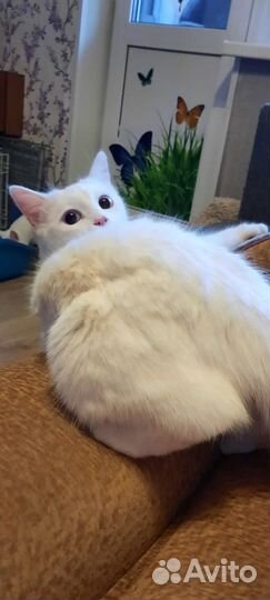 Кошки в добрые руки