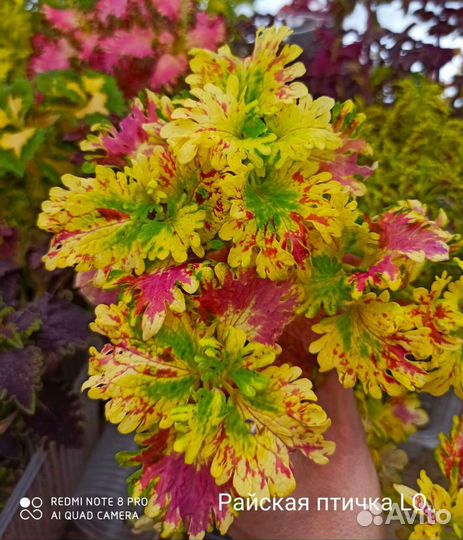 Колеусы сортовые