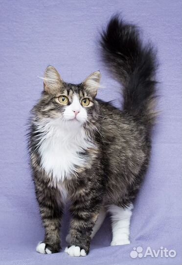 Самая шикарная кошка Аврора