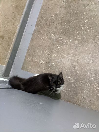 Помочь кошечкам