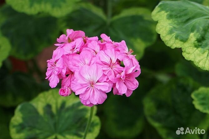 Сортовые пеларгонии