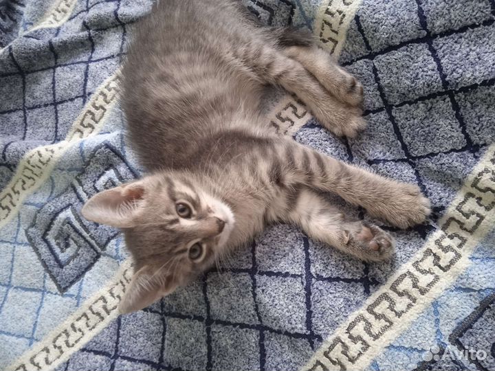 Кошка в дар бесплатно