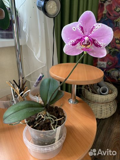 Орхидея фаленопсис