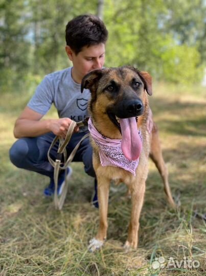 Собака из приюта нуждается в семье