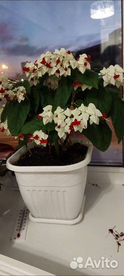 Клеродендрум томпсон