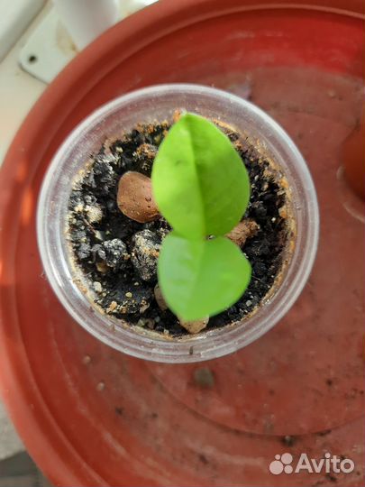 Замиокулькас