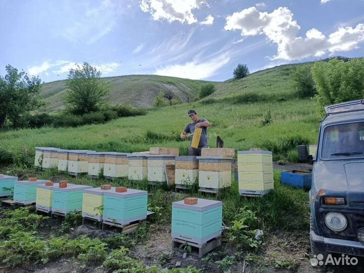 Пчеломатки Бакфаст