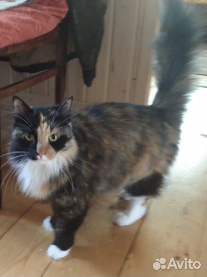 Кошка в дар бесплатно