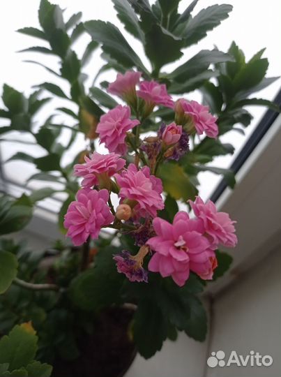 Гиппиаструм, каланхоэ