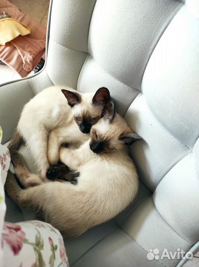 Продаются котята от породистой тайской кошечки