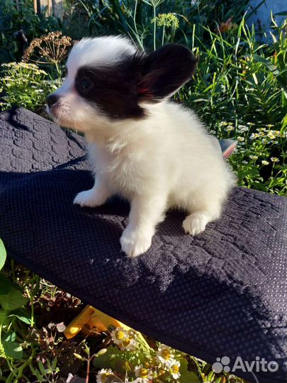 Щенки папийона