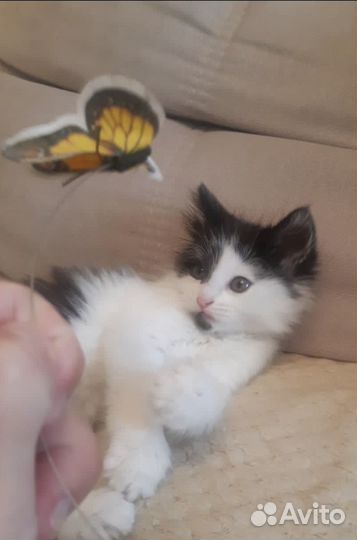 Трогательная крошка котенок Вета 1,5 месяца в дар