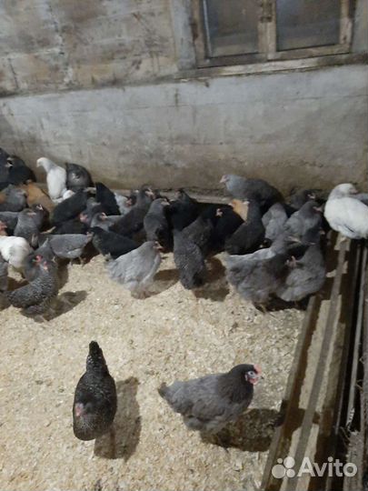 Бройлера от месячного до забойного