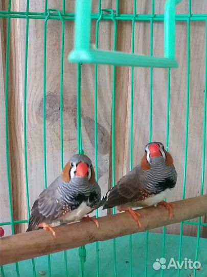 Зебровые амадины