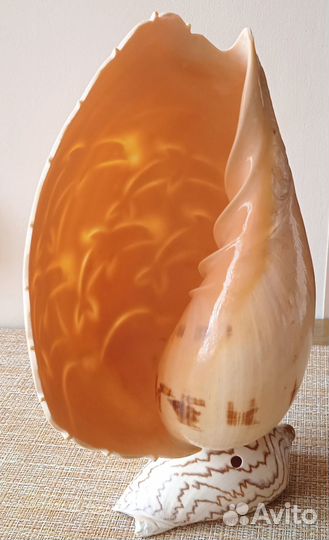 Большая морская раковина с гравировкой «дельфины»