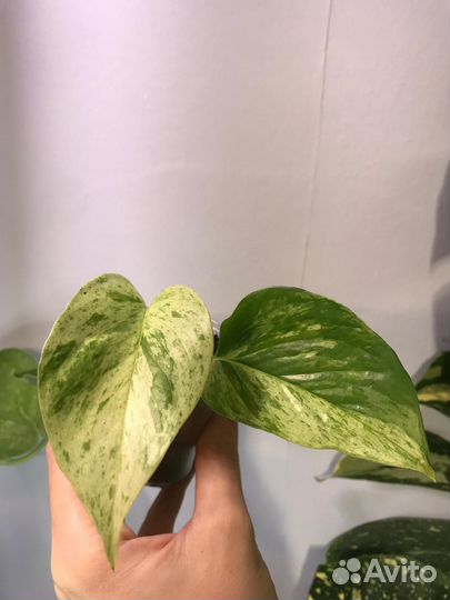 Набор сциндапсусов