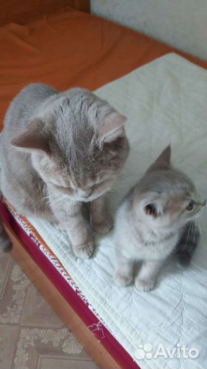 Домашние животные кошки