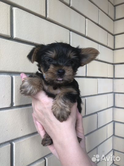 Йоркширский терьер мини щенки