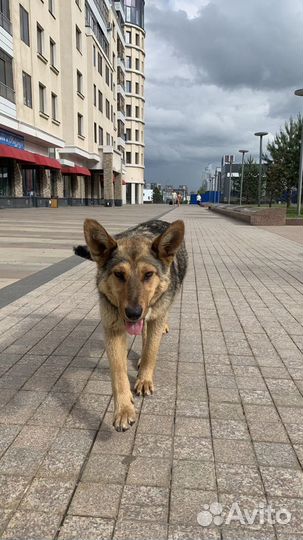 Собака в добрые руки бесплатно