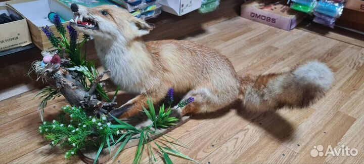 Чучело лисы натуральная