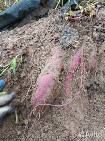 Батат, рассада