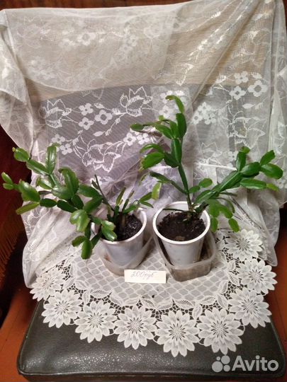 Декабристы