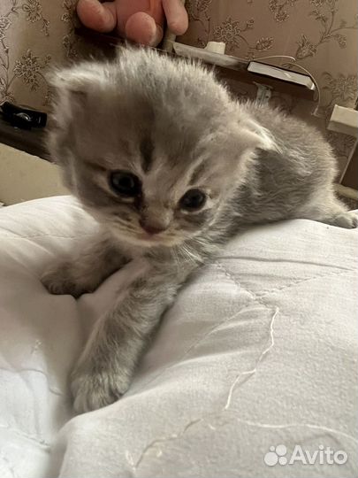 Продаются котята